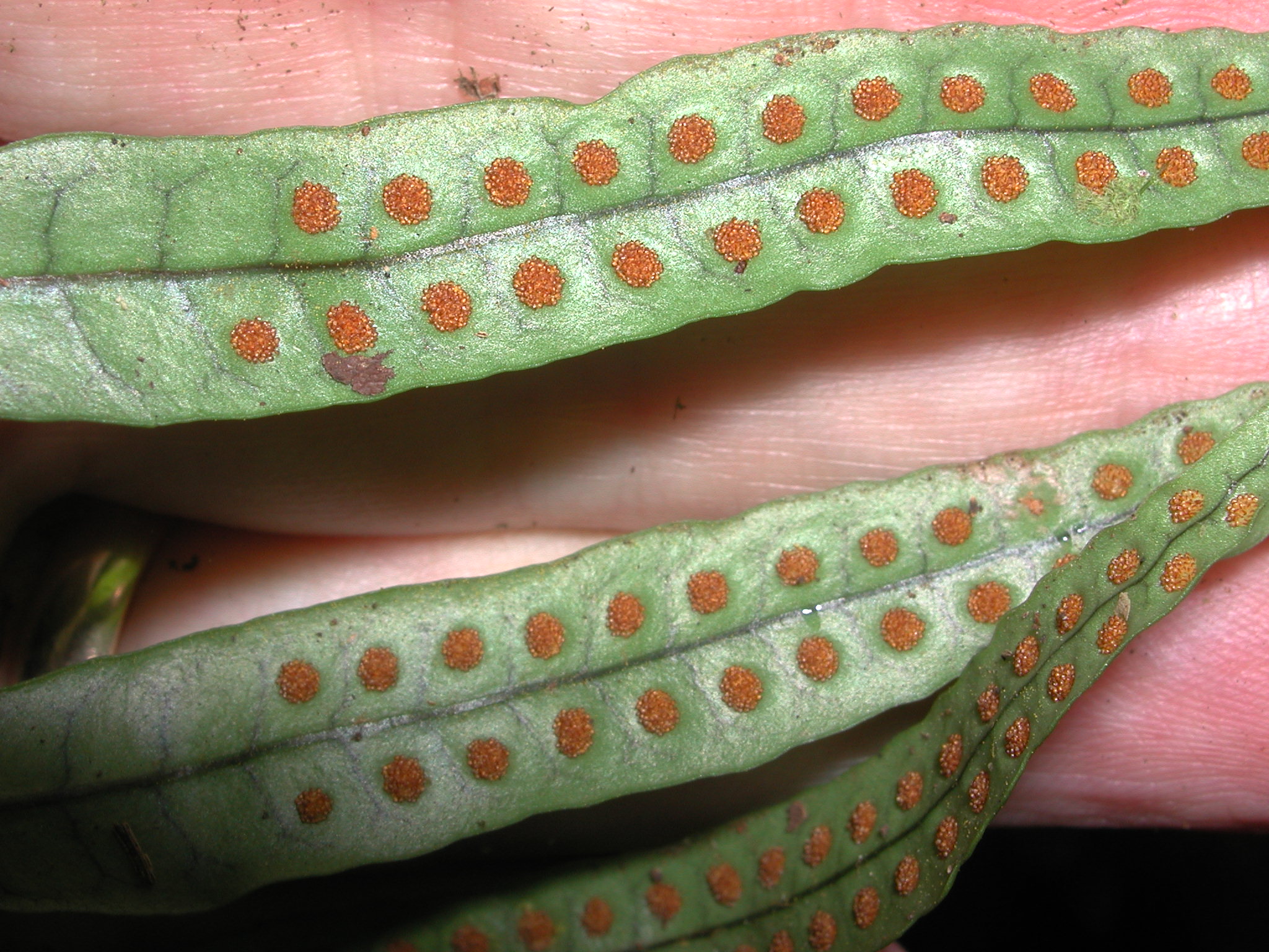 Polypodiaceae Microgramma lycopodioides
