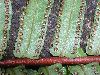 image of Nephrolepis brownii