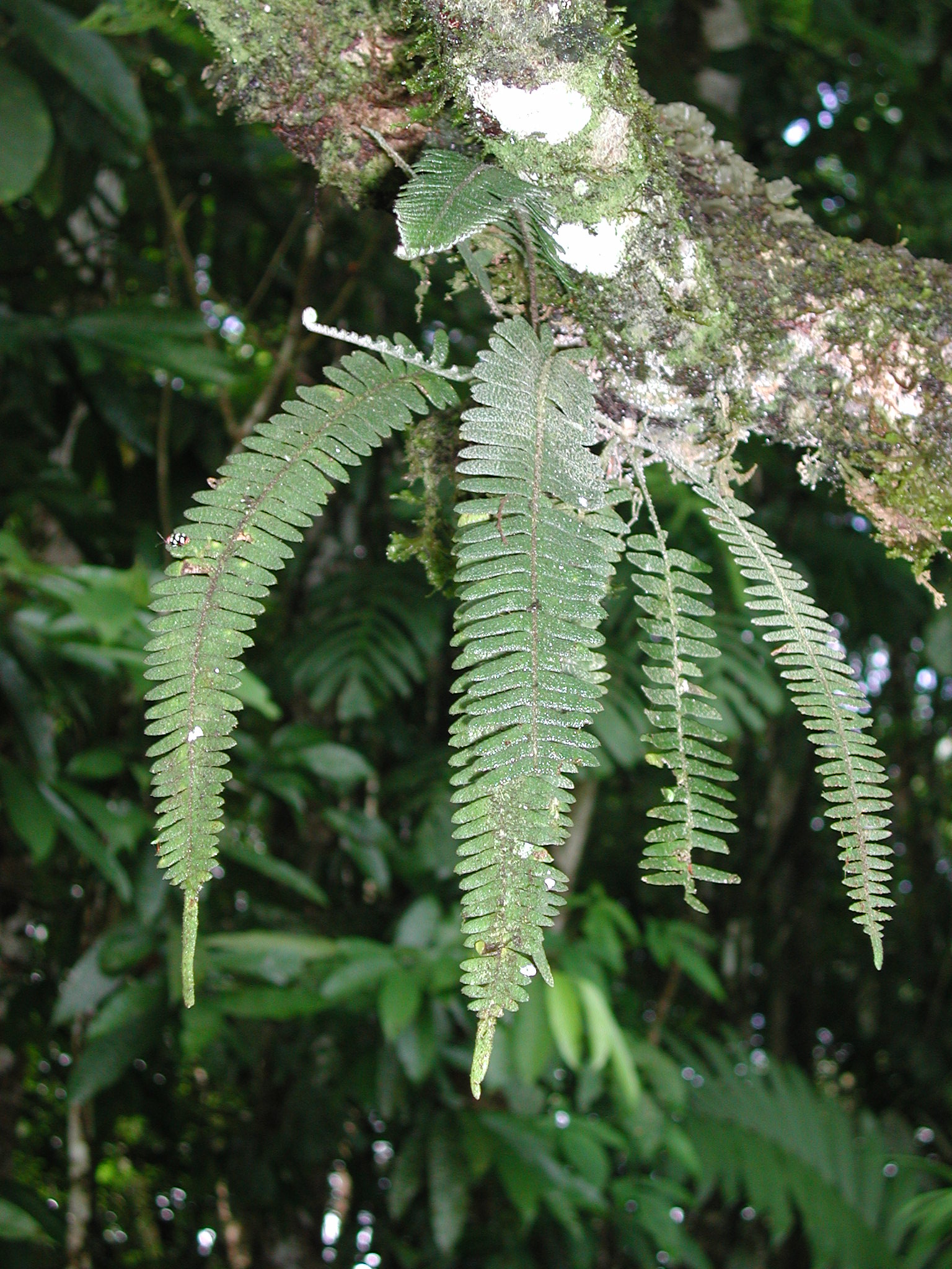 Polypodiaceae Pleopeltis furfuracea