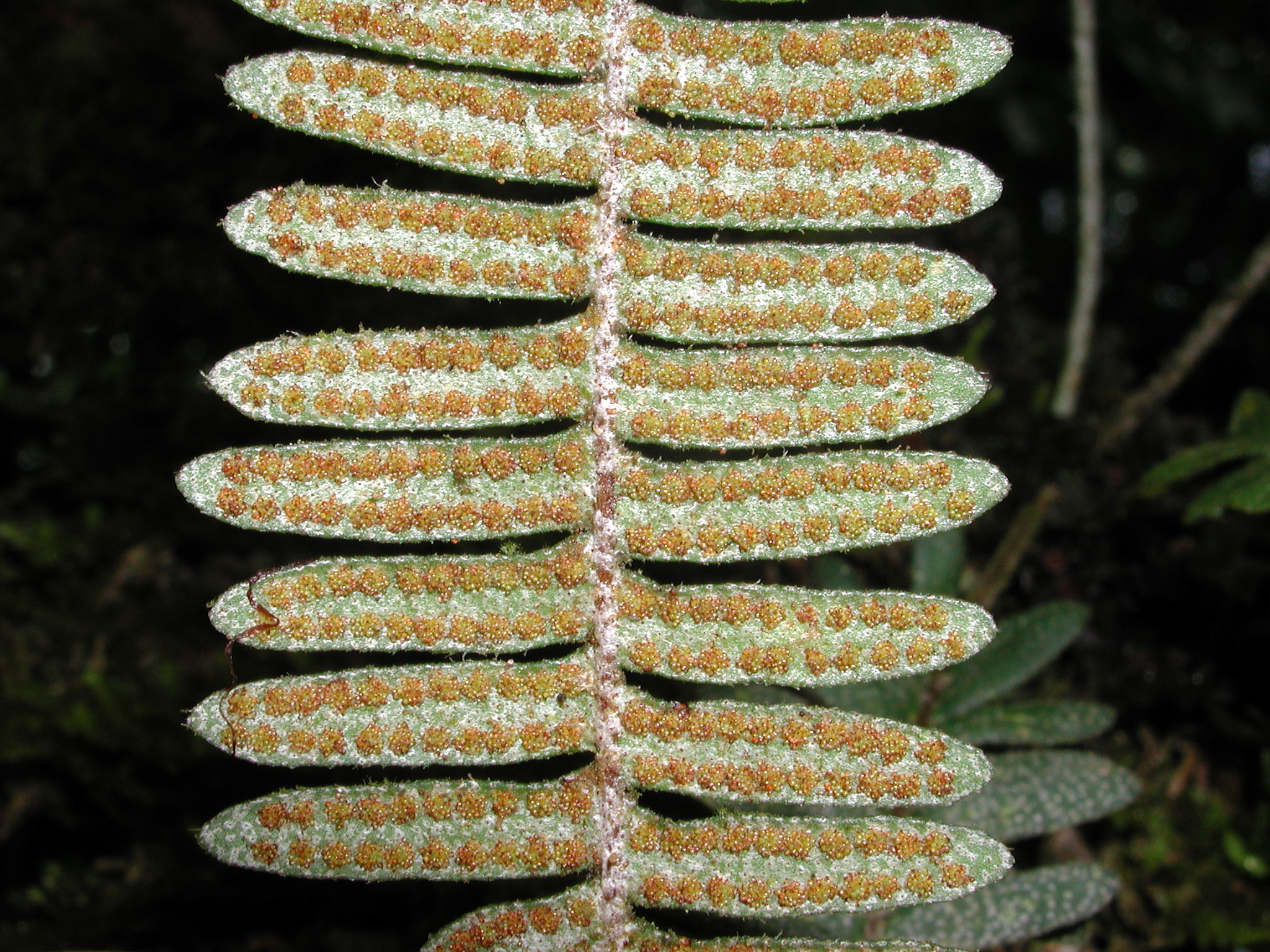 Polypodiaceae Pleopeltis furfuracea