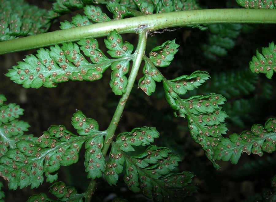 Dryopteridaceae Dryopteris expansa