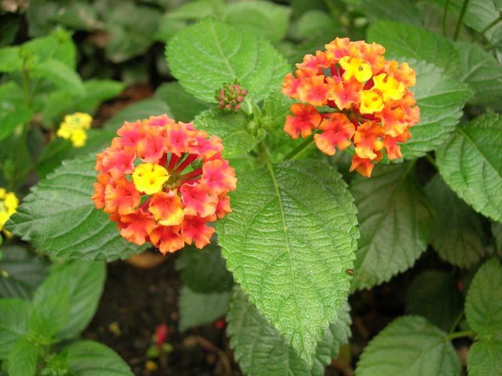 Verbenaceae Lantana camara