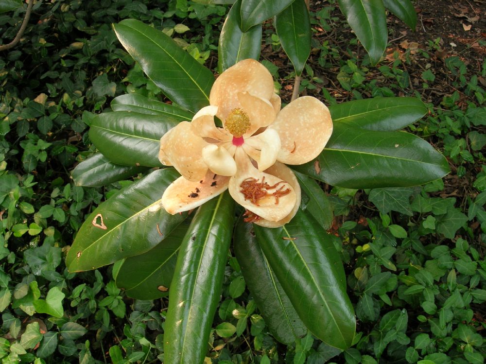 Magnoliaceae Magnolia grandiflora