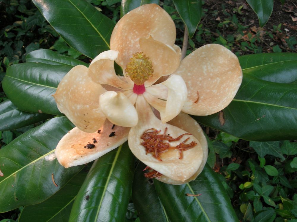 Magnoliaceae Magnolia grandiflora