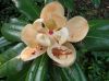 image of Magnolia grandiflora