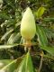 image of Magnolia grandiflora