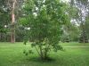 image of Magnolia virginiana