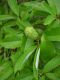 image of Magnolia virginiana
