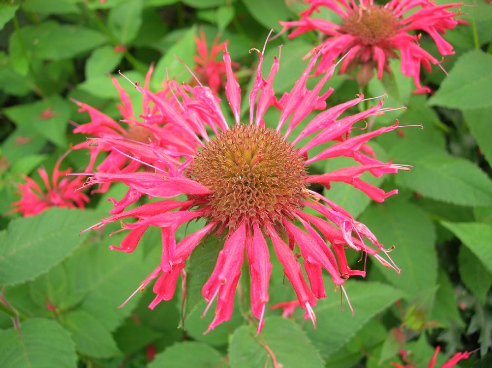 Lamiaceae Monarda didyma