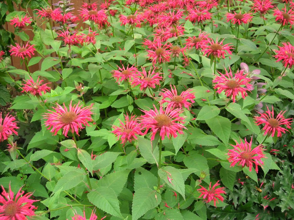 Lamiaceae Monarda didyma
