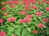 image of Monarda didyma
