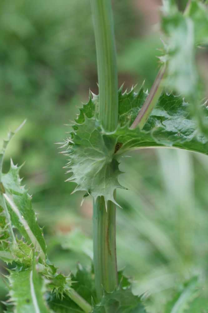 Asteraceae Sonchus asper