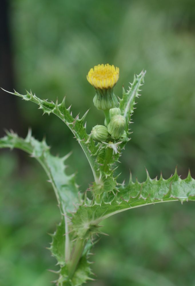 Asteraceae Sonchus asper