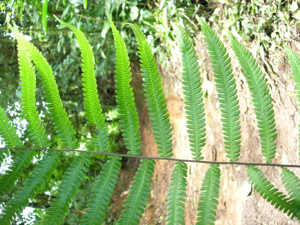 Thelypteridaceae Goniopteris eggersii