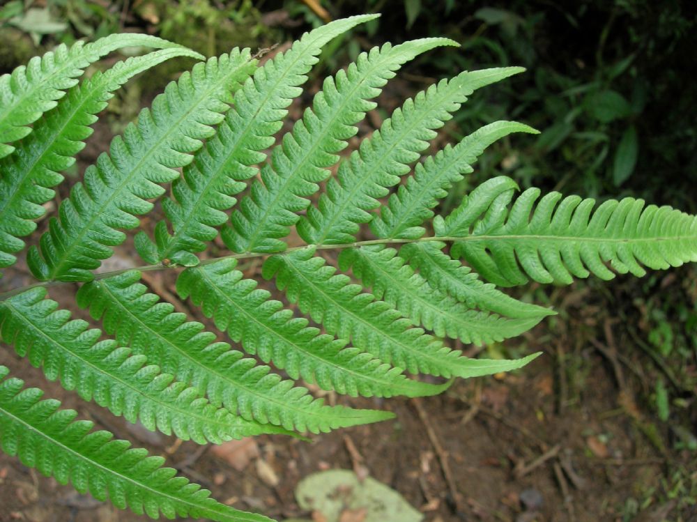 Thelypteridaceae Goniopteris eggersii