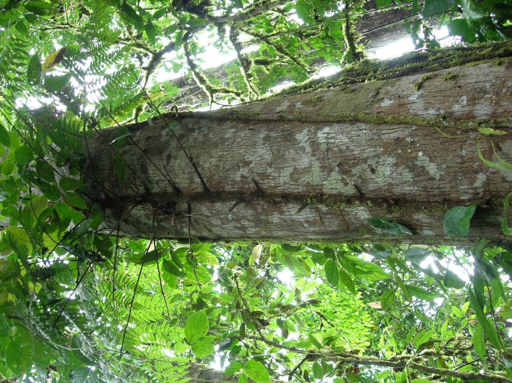 Dryopteridaceae Polybotrya osmundacea