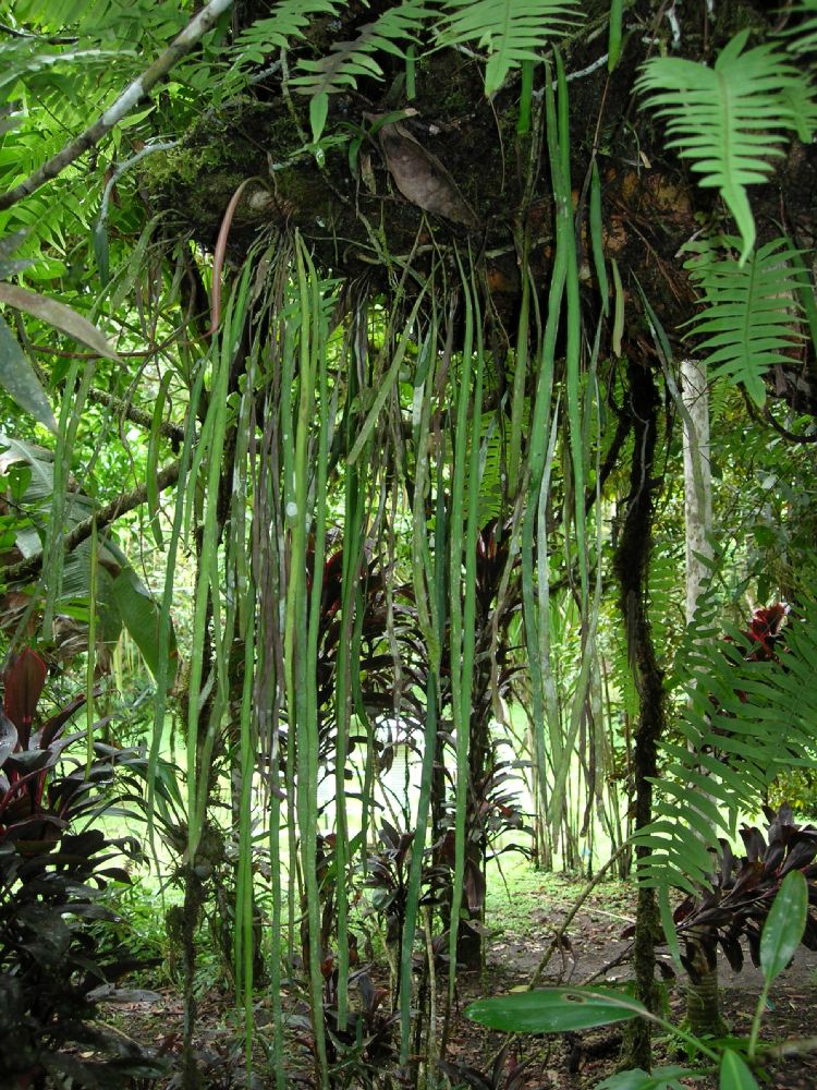 Pteridaceae Radiovittaria stipitata