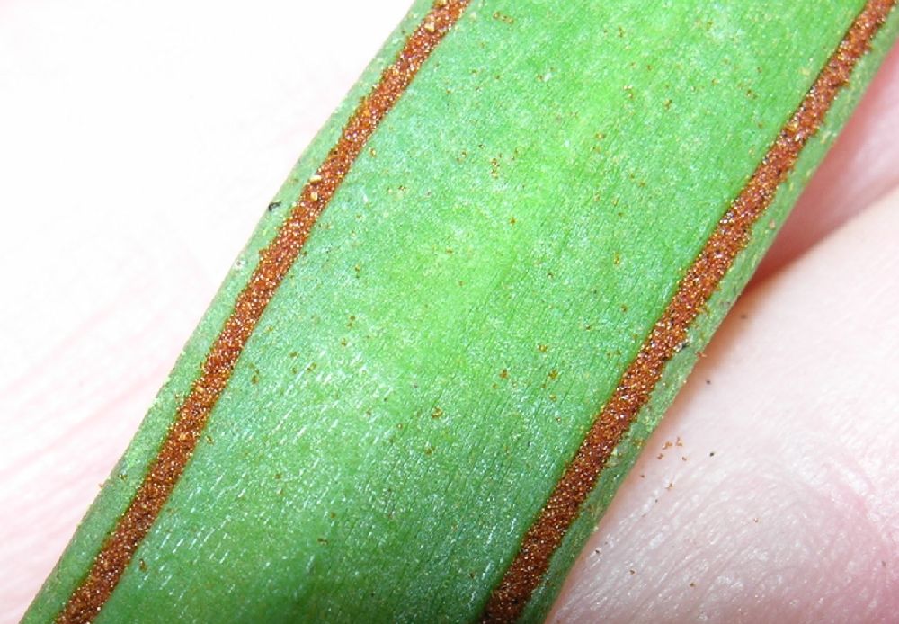 Pteridaceae Radiovittaria stipitata