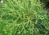 image of Nephrolepis cordifolia