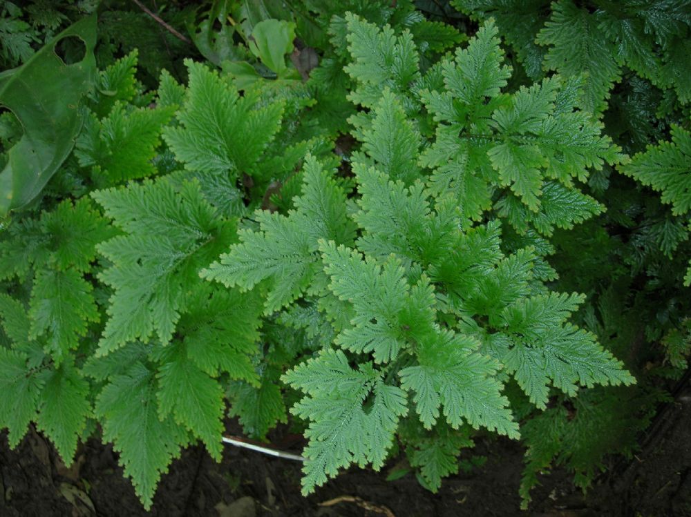 Selaginellaceae Selaginella haematodes