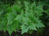 image of Selaginella haematodes