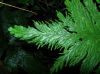 image of Selaginella haematodes