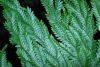 image of Selaginella haematodes