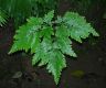 image of Selaginella haematodes