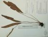 image of Elaphoglossum austromarquesense
