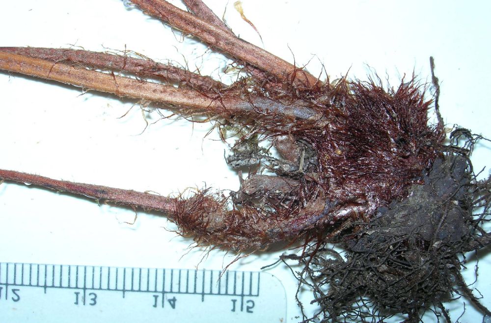 Dryopteridaceae Elaphoglossum austromarquesense