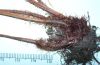 image of Elaphoglossum austromarquesense