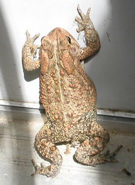 Bufonidae Bufo 