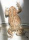 image of Bufo 