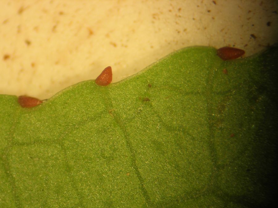 Salicaceae Casearia corymbosa