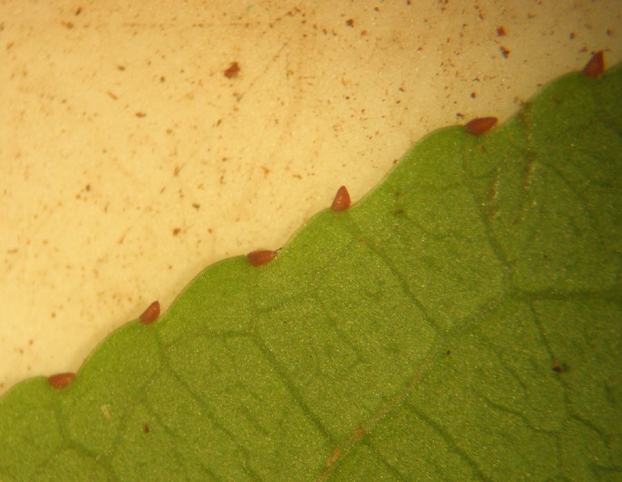 Salicaceae Casearia corymbosa