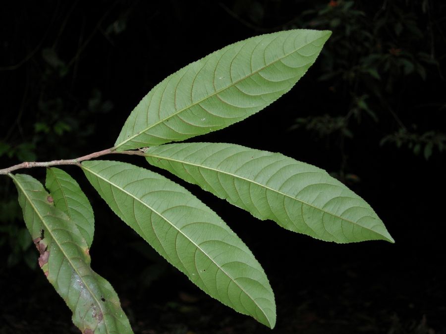 Salicaceae Casearia corymbosa