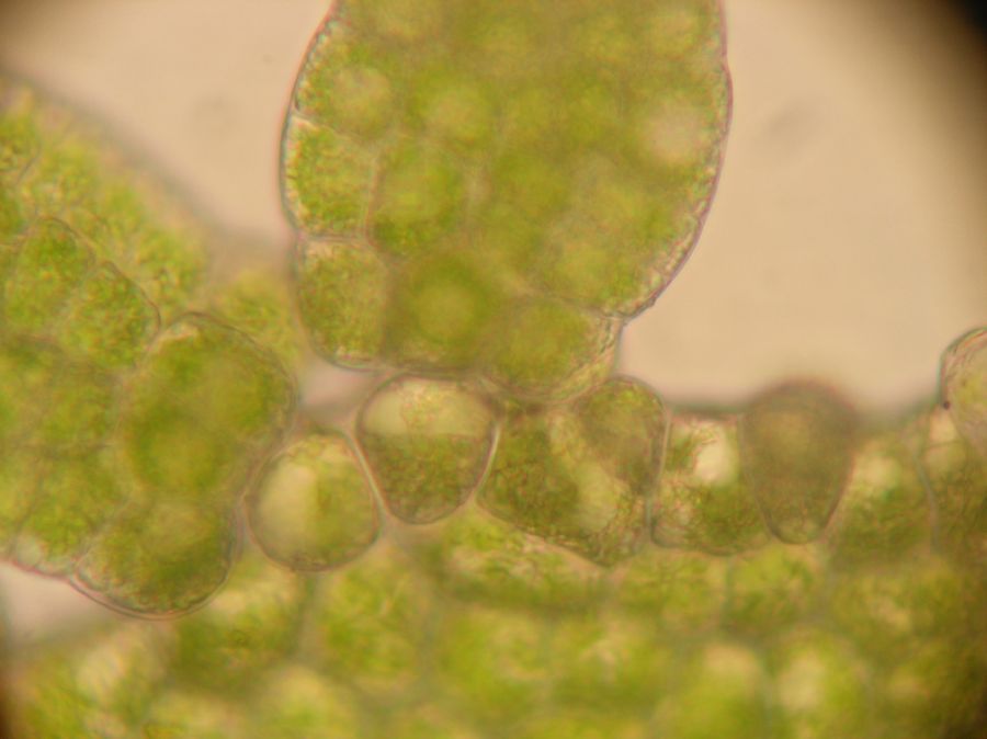 Hymenophyllaceae Hymenophyllum sp one