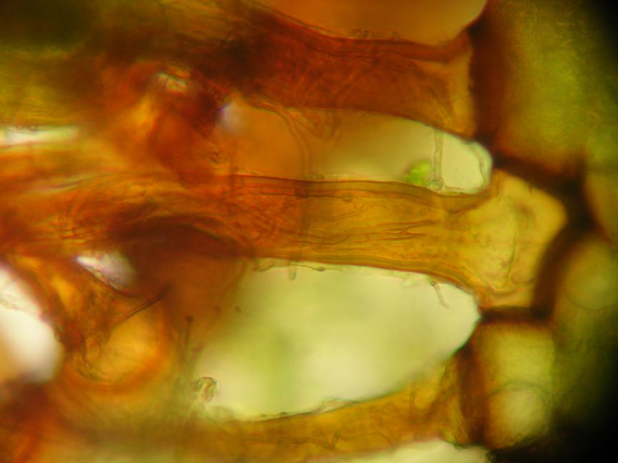 Hymenophyllaceae Hymenophyllum sp one