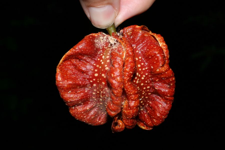 Kiggelariaceae Carpotroche platyptera