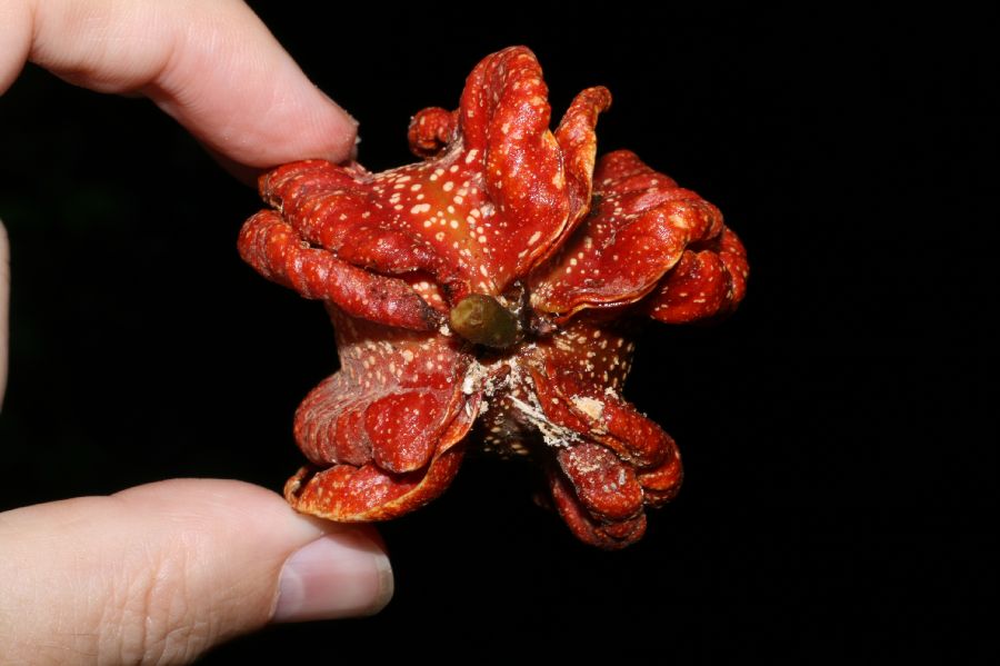 Kiggelariaceae Carpotroche platyptera