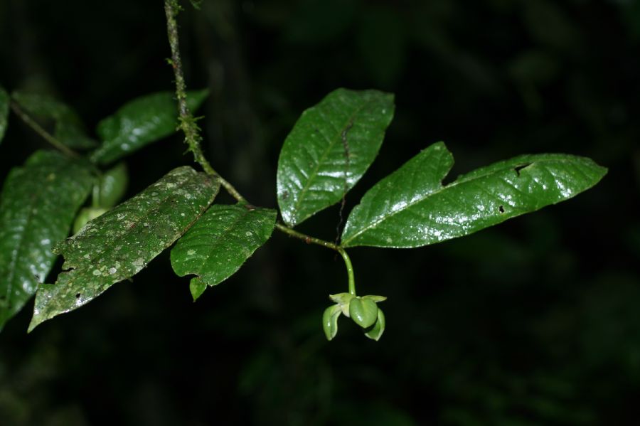 Annonaceae Cymbopetalum costaricense