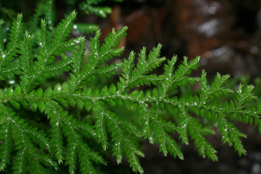 Selaginellaceae Selaginella flagellata