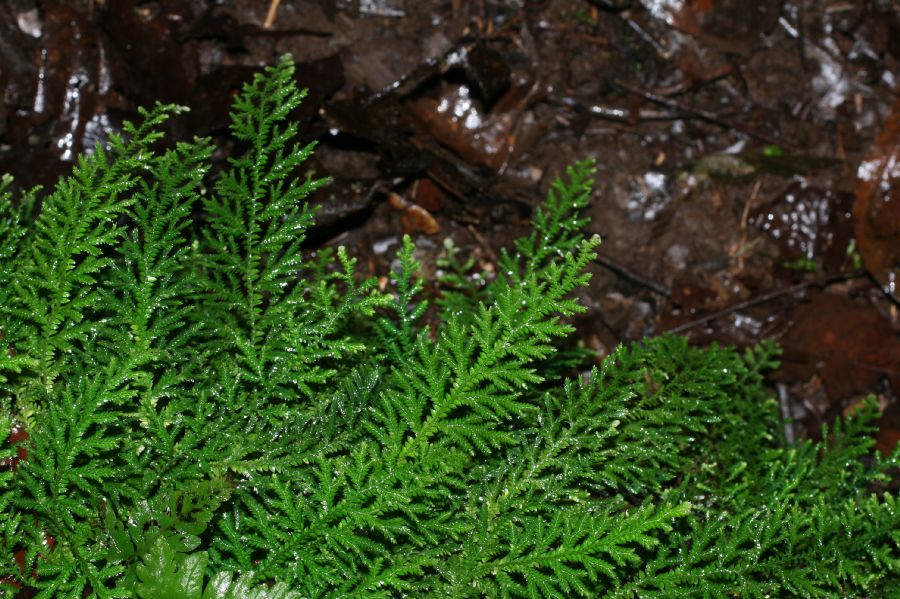 Selaginellaceae Selaginella flagellata