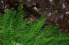 image of Selaginella flagellata