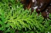 image of Selaginella flagellata