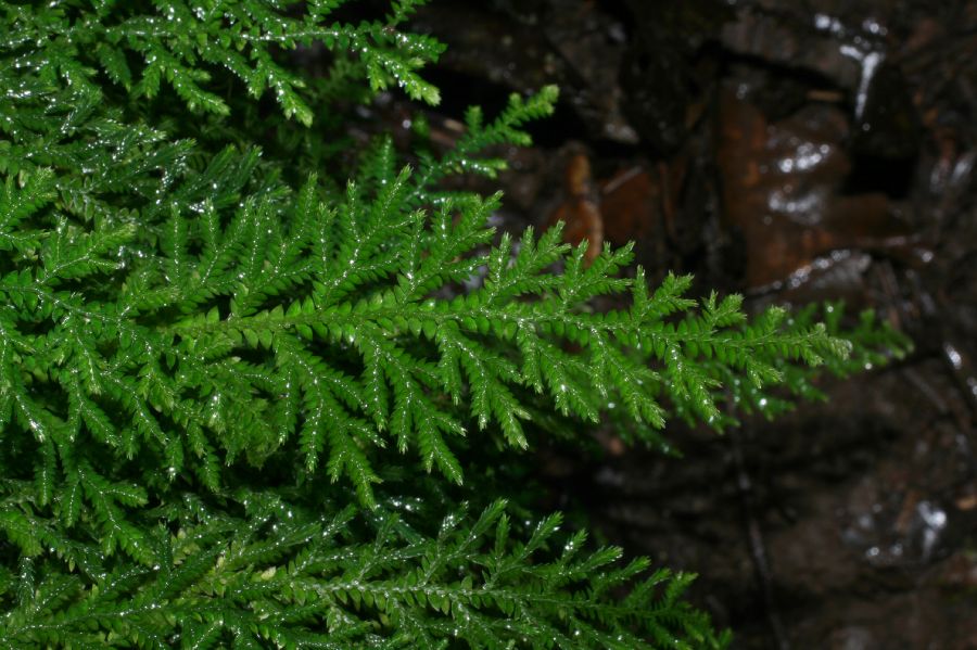 Selaginellaceae Selaginella flagellata
