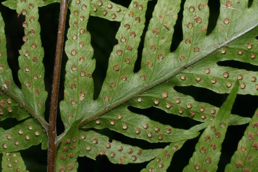 Tectariaceae Tectaria acutiloba