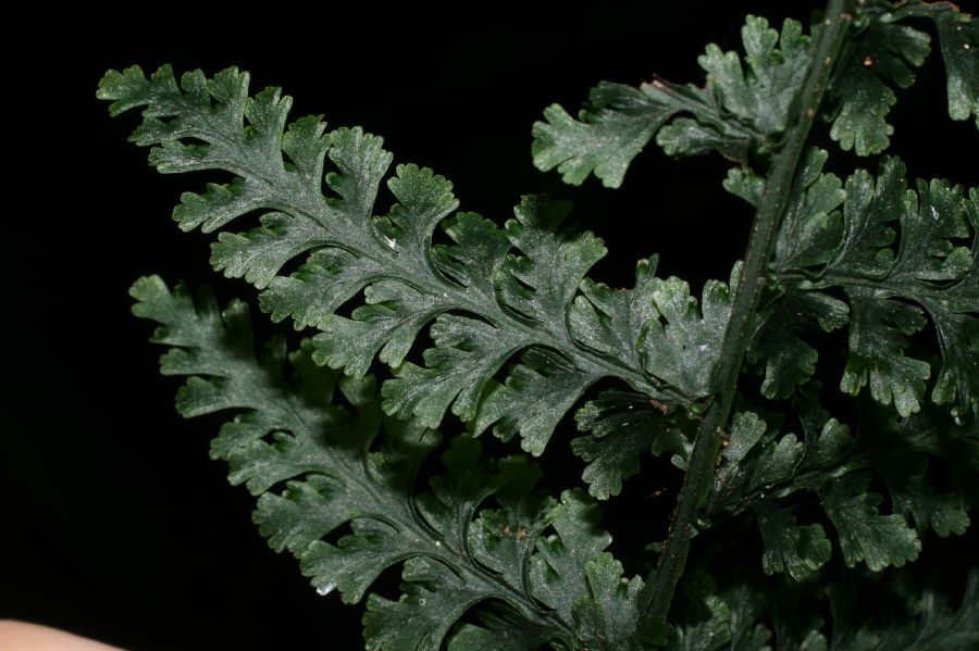 Hymenophyllaceae Vandenboschia collariatum