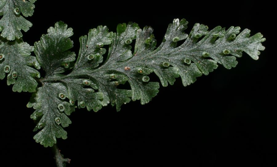 Hymenophyllaceae Trichomanes collariatum