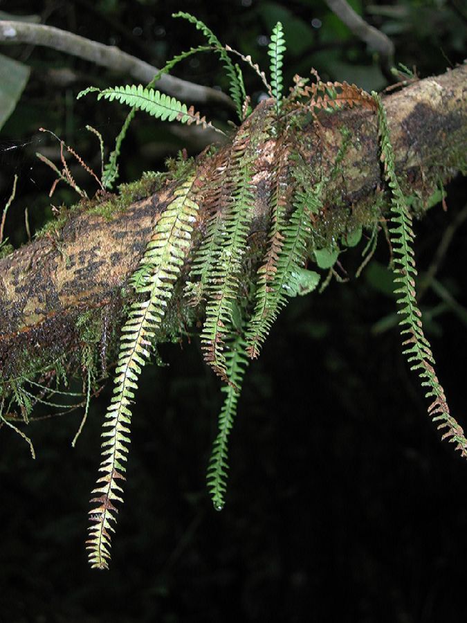 Grammitidaceae Lellingeria suspensa